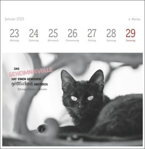 Wegler Katzen Weisheiten Premium-Postkartenkalender 2023. 53 Postkarten mit zauberhaften Katzenfotos und Zitaten in einem kleinen Kalender für Katzenfans.