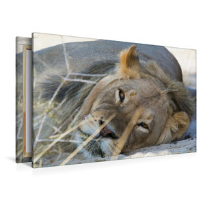 Premium Textil-Leinwand 120 cm x 80 cm quer Löwe (Panthera leo)