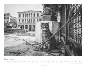 Venedig und die Katzen Kalender 2023. Samtpfoten in der Lagunenstadt, eingefangen in einem großen Wandkalender in schwarz-weiß. Hochwertiger Fotokalender im Großformat für Katzenliebhaber.