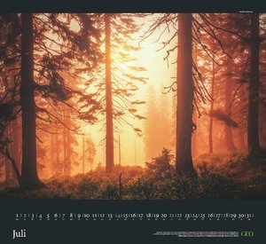 GEO Kalender: Sehnsucht Wald 2024 - Wand-Kalender - Natur-Kalender - 60x55