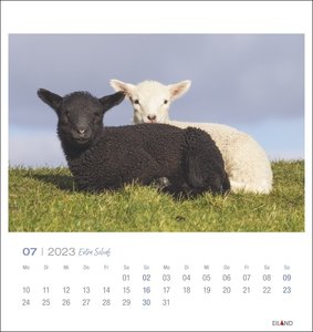 Extra Schaf Postkartenkalender 2023