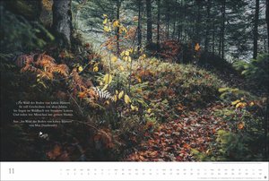 Der deutsche Wald - Ein literarischer Spaziergang Kalender 2026 - Ein literarischer Spaziergang