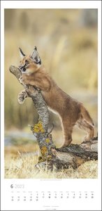Big Cats Kalender 2023. Große Raubkatzen porträtiert in einem Wandkalender 2023 XXL. Länglicher Kalender mit ausdrucksstarken Fotos von Löwe, Tiger und Co.