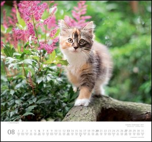 Geliebte Stubentiger 2023 - DUMONT Wandkalender - mit den wichtigsten Feiertagen - Format 38,0 x 35,5 cm