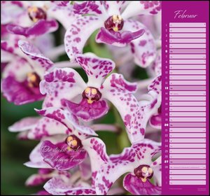 Orchideen 2022 - DUMONT Wandkalender - mit den wichtigsten Feiertagen - Format 38,0 x 35,5 cm