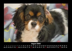 Haustierkalender 2022 Fotokalender DIN A3