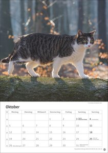 Katzen Kalender 2026