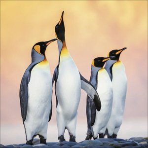 Pinguine 2025