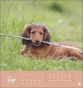 Dackel Postkartenkalender 2022