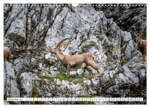 Steinböcke - Majestätische Tiere der Alpen (Wandkalender 2024 DIN A3 quer), CALVENDO Monatskalender
