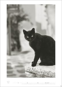 Cats Edition Kalender 2026