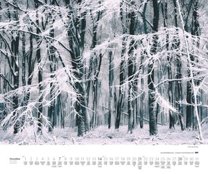 Waldspaziergang 2025 – Fotokunst-Kalender – Querformat 60 x 50 cm – Spiralbindung