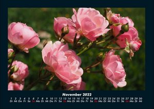 Rosen-Kalender 2022 Fotokalender DIN A4
