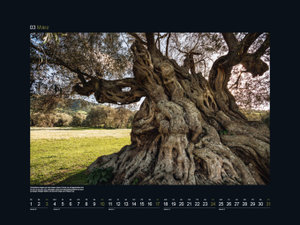 Alte Bäume, Sinnbilder des Lebens - KUNTH Wandkalender 2024