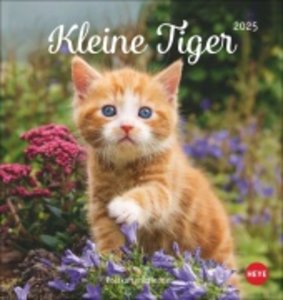 Katzen Postkartenkalender Kleine Tiger 2025