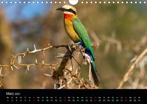 Botswanas Vogelwelt (Wandkalender 2021 DIN A4 quer)