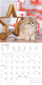 Katzenbabys 2025 - Broschürenkalender 30x30 cm (30x60 geöffnet) - Kalender mit Platz für Notizen - Wandkalender - Wandplaner - Katzenkalender