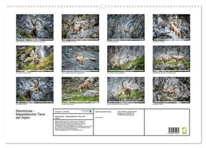 Steinböcke - Majestätische Tiere der Alpen (Wandkalender 2024 DIN A2 quer), CALVENDO Monatskalender
