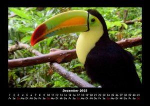 Tierkalender  2023 Fotokalender DIN A3