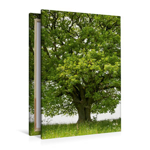 Premium Textil-Leinwand 80 cm x 120 cm  hoch Mai: Das Maiengrün schmückt die Eiche, der Vorsommer naht.
