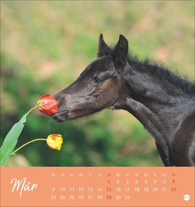 Pferde Postkartenkalender 2026