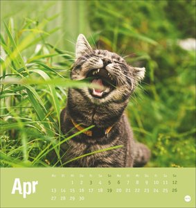 Tierisch entspannte Katzen Postkartenkalender 2026