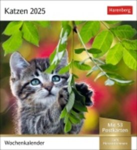 Katzen Postkartenkalender 2025