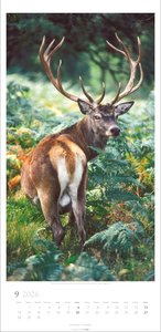 Im Wald Kalender 2026