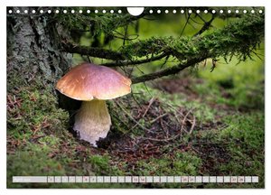 Pilze vor der Makrolinse 2024 (Wandkalender 2024 DIN A4 quer), CALVENDO Monatskalender
