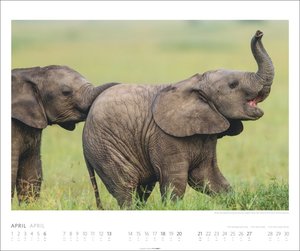Elefanten Kalender 2025