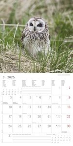 Eulen 2025 - Broschürenkalender 30x30 cm (30x60 geöffnet) - Kalender mit Platz für Notizen - Owls - Bildkalender - Wandplaner - Eulenkalender