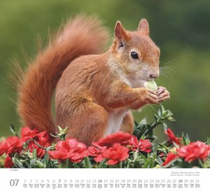 Geliebte Eichhörnchen 2024 - DUMONT Wandkalender - mit den wichtigsten Feiertagen - Format 38,0 x 35,5 cm