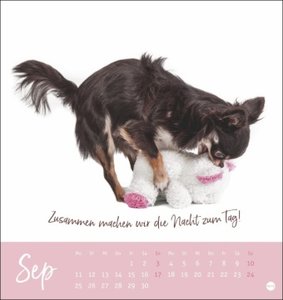 Ziemlich beste Freunde Postkartenkalender 2023. Postkarten-Fotokalender mit Hunden und ihren Lieblingsstofftieren. Kleiner Kalender voll süßer Bilder und lustiger Sprüche.
