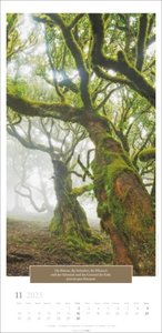 Wunderwelt der Bäume Kalender 2025