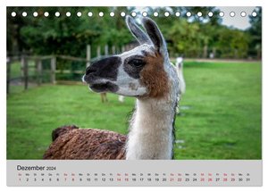 Unter Lamas und Alpakas (Tischkalender 2024 DIN A5 quer), CALVENDO Monatskalender