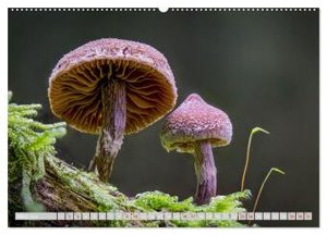 Pilze vor der Makrolinse 2024 (Wandkalender 2024 DIN A2 quer), CALVENDO Monatskalender