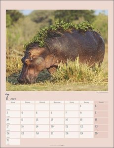 Der kleine Nilpferde-Kalender Kalender 2023