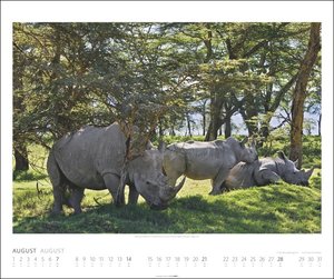 African Wildlife Kalender 2022
