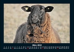 Tierkalender 2023 Fotokalender DIN A4