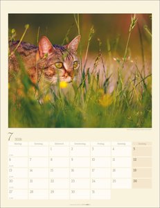 Katzen auf dem Lande Kalender 2026