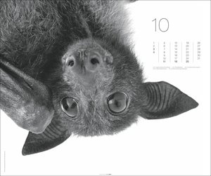 Black & White Animals 2026
