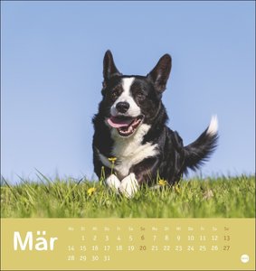 Hunde Postkartenkalender - Treue Gefährten 2022