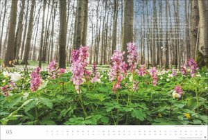 Der deutsche Wald - Ein literarischer Spaziergang 2025