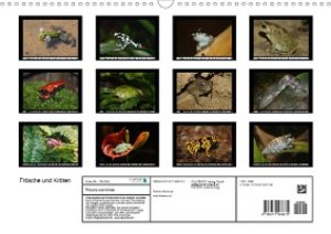 Frösche und Kröten (Wandkalender 2021 DIN A3 quer)