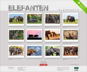 Elefanten Kalender 2026
