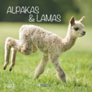 Alpakas und Lamas 2023