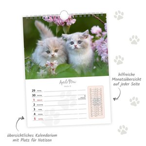 Trötsch Wochenkalender zum Hängen Katzen 2024
