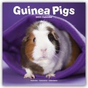 Guinea Pigs - Meerschweinchen 2022 - 16-Monatskalender