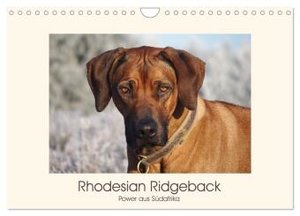 Rhodesian Ridgeback Power aus Südafrika (Wandkalender 2024 DIN A4 quer), CALVENDO Monatskalender