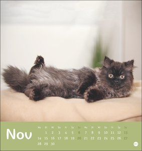 Tierisch entspannte Katzen Postkartenkalender 2022